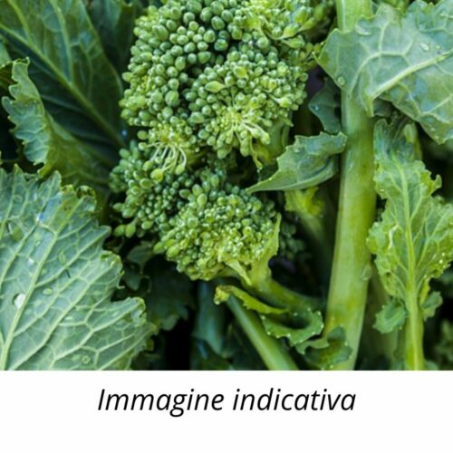 Semi di Broccoli