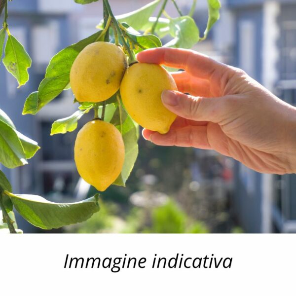 Semi di Limone Nano