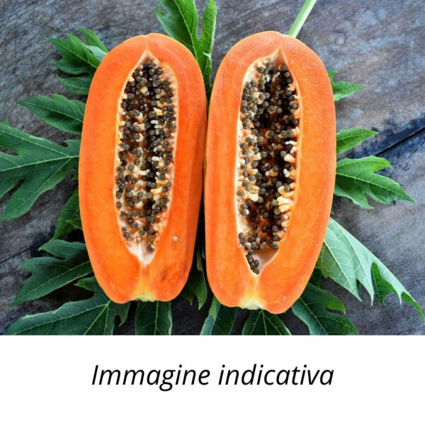 Semi di Papaya