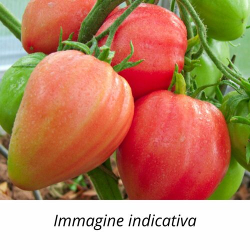 Semi di Pomodoro cuor di bue