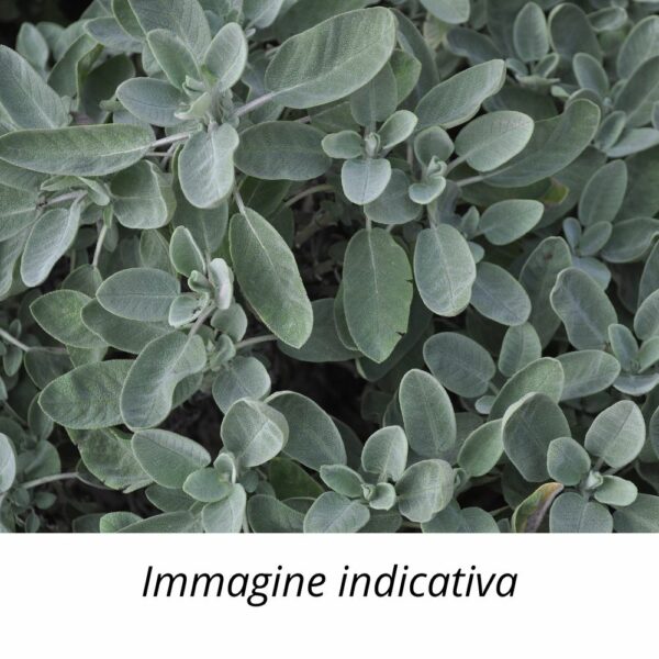 Semi di Salvia