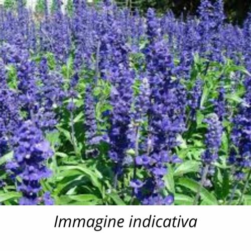 Semi di Salvia Splendens Nana Blue