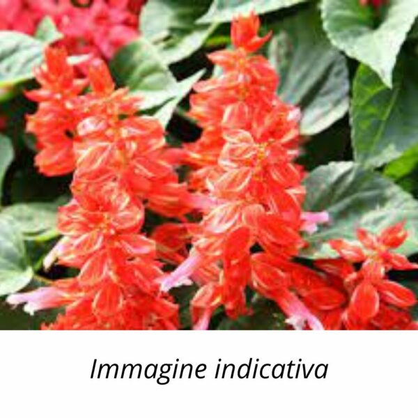 Semi di Salvia Rossa