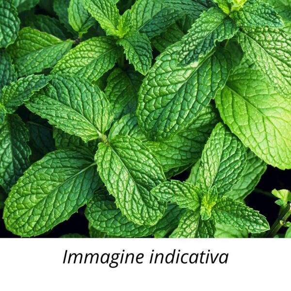 Semi di Menta Aromatica