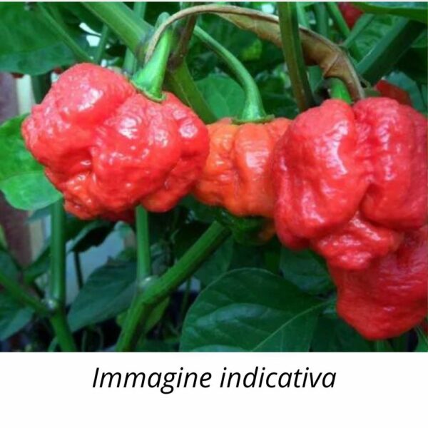 Peperoncino Carolina Reaper