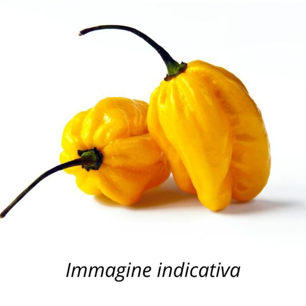 Peperoncino Habanero yellow