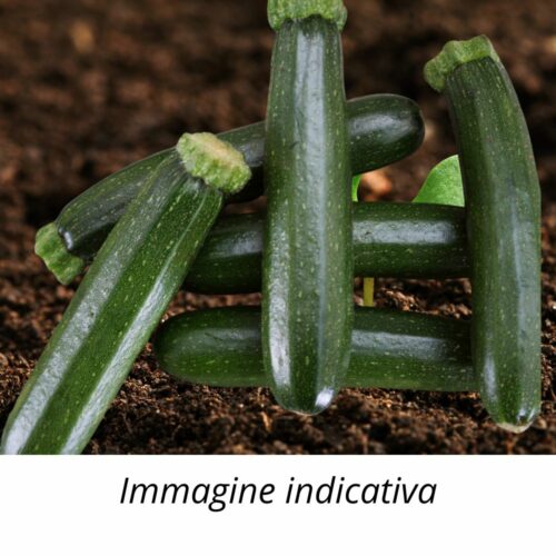 Semi Zucchine genovesi