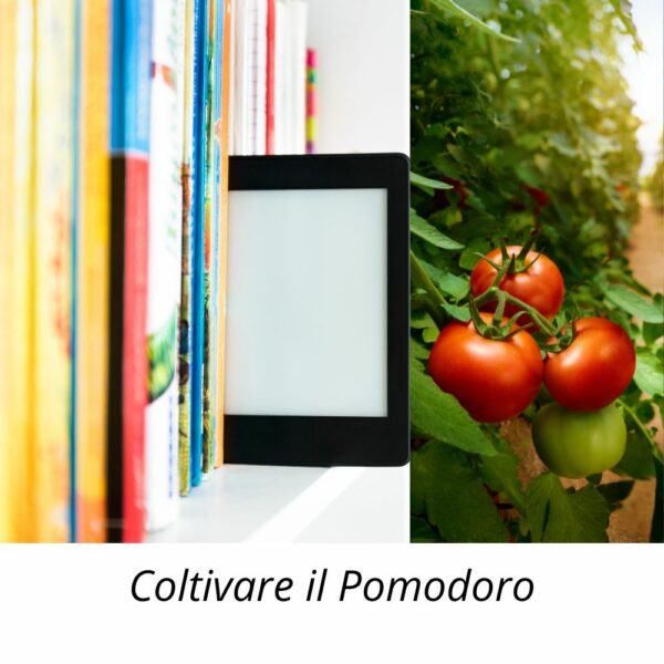 Coltivare il Pomodoro