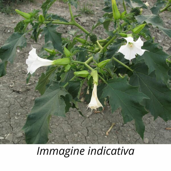 Semi di Datura