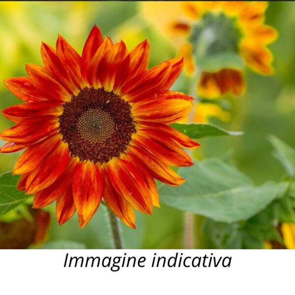 Semi do Girasole Abend