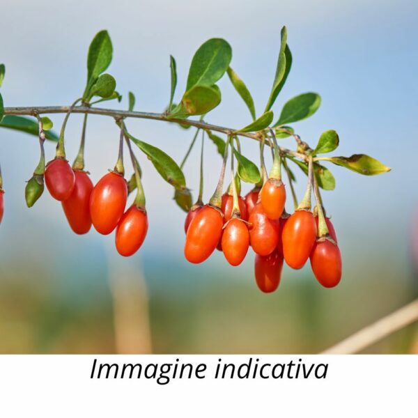 10 Semi Bacche di goji