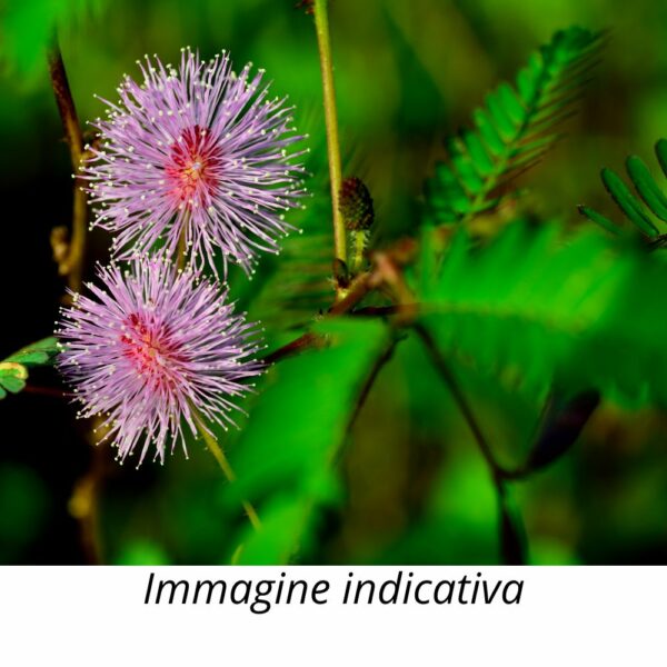 15 Semi Mimosa Pudica