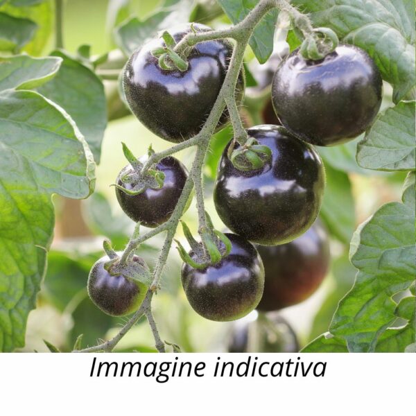 Semi di Pomodoro Nero