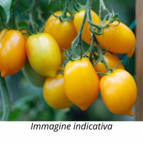 Semi di Pomodoro giallo