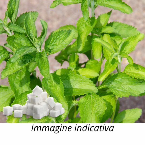 semi di stevia