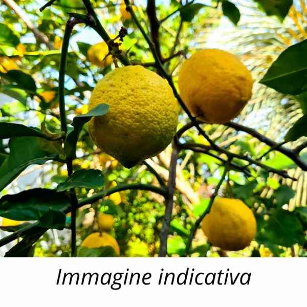 Semi di limoni di Sicilia